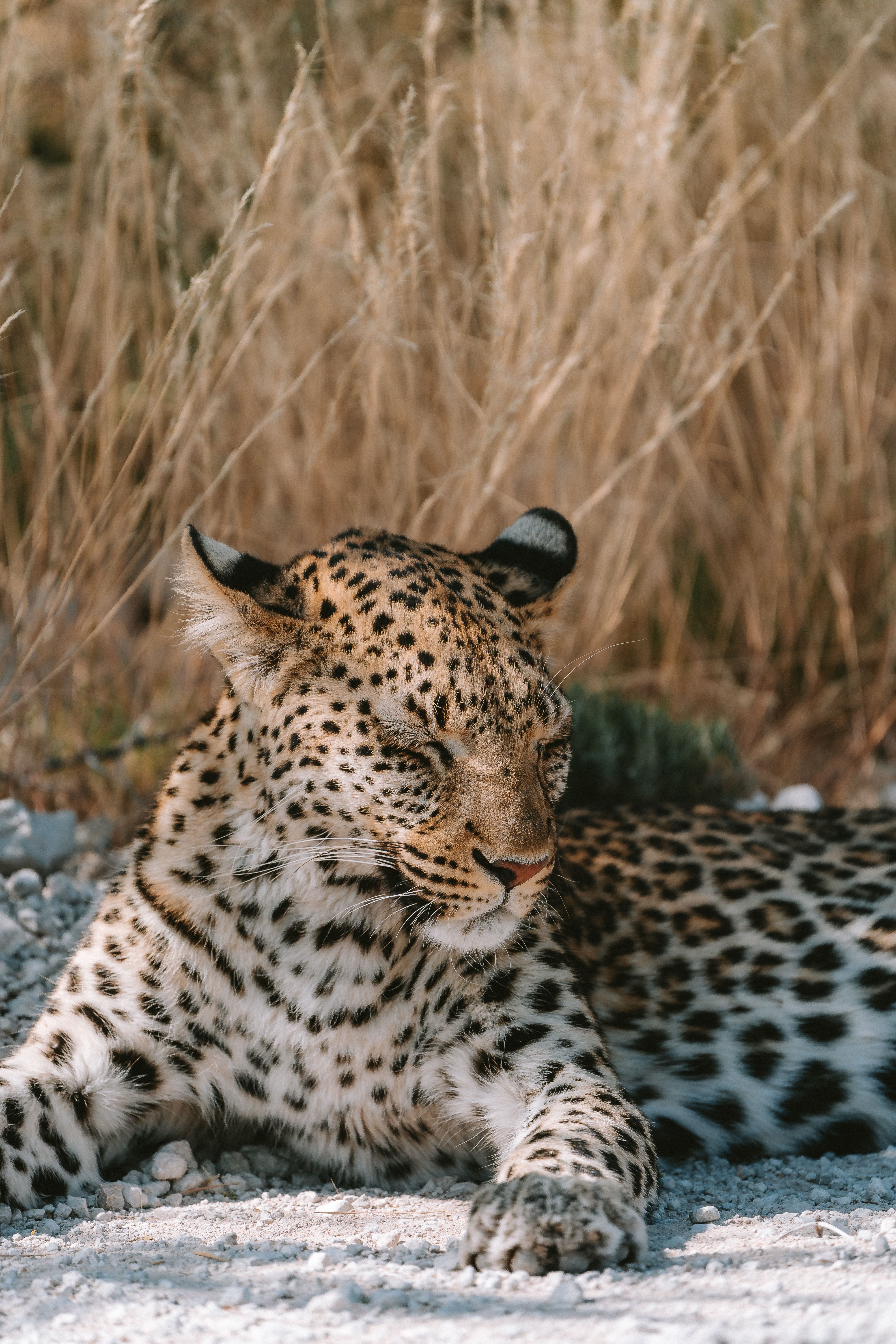 Unterwegs in Etosha